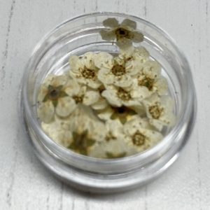 Dried Flowers (Cream)