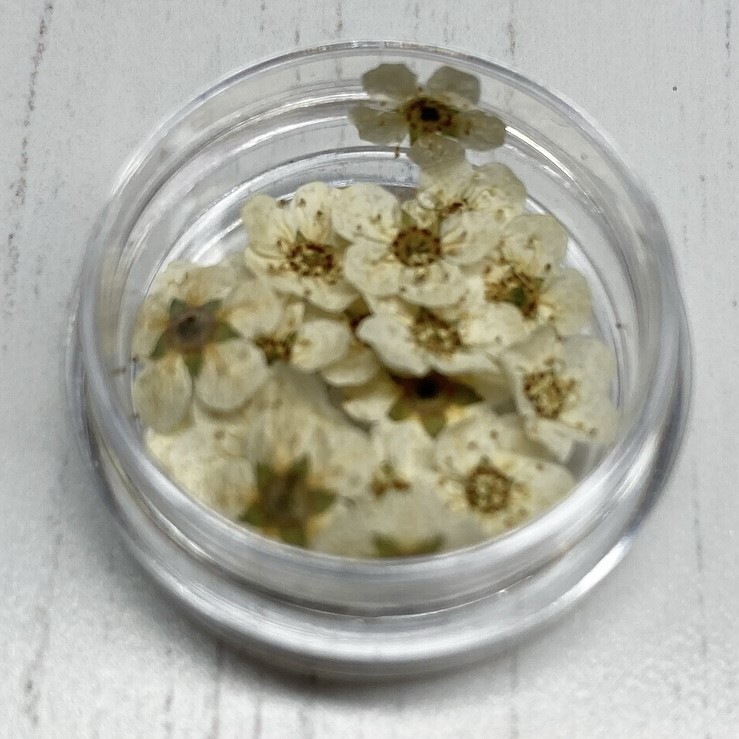 Dried Flowers (Cream)