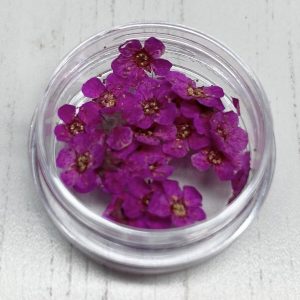 Dried Flowers (Fushia)