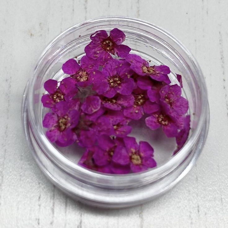 Dried Flowers (Fushia)
