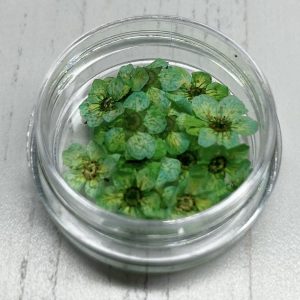 Dried Flowers (Green)