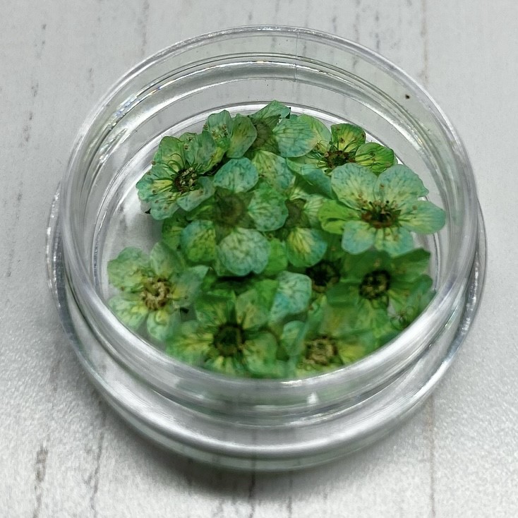 Dried Flowers (Green)