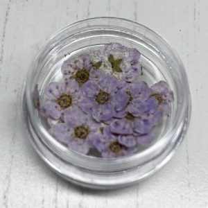 Dried Flowers (Lilac)