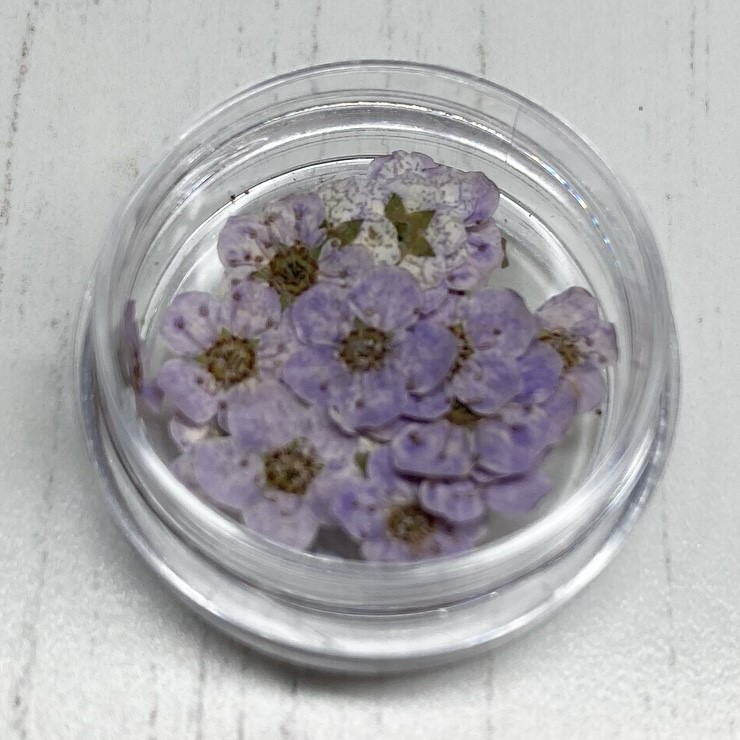 Dried Flowers (Lilac)