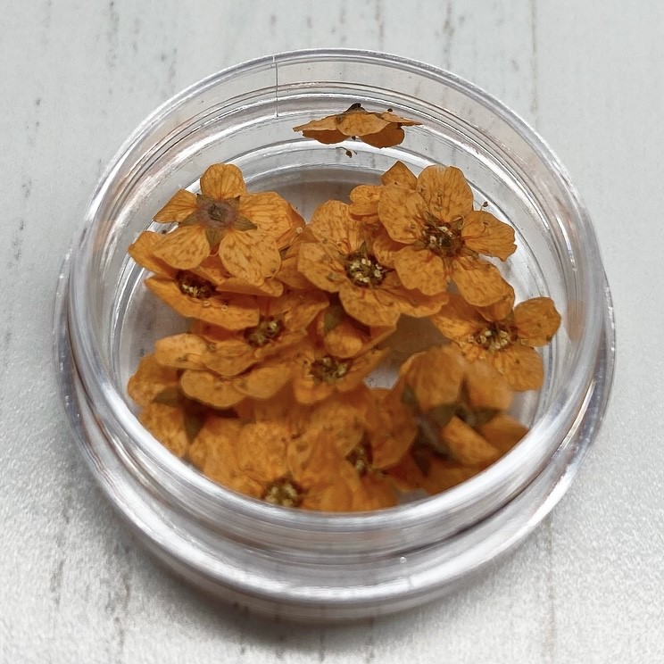Dried Flowers (Orange)