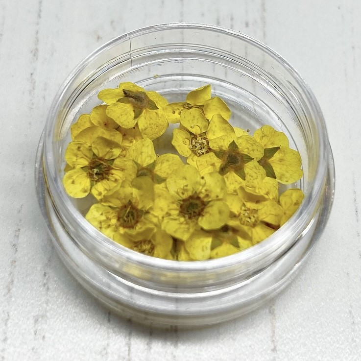 Dried Flowers (Yellow)
